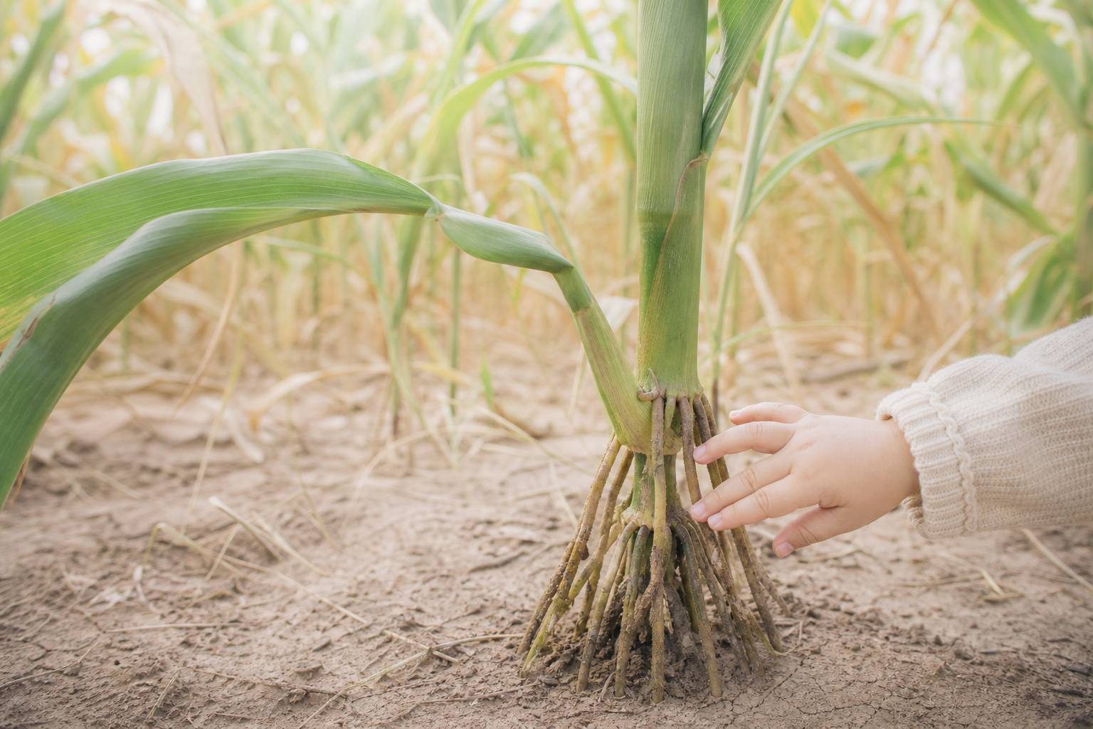 Enfant touchant les racines d'un plant de mais dans un champ, scene educative en pleine nature