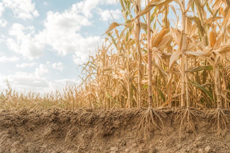 Champ de mais dore en ete montrant les racines dans le sol, agriculture educative